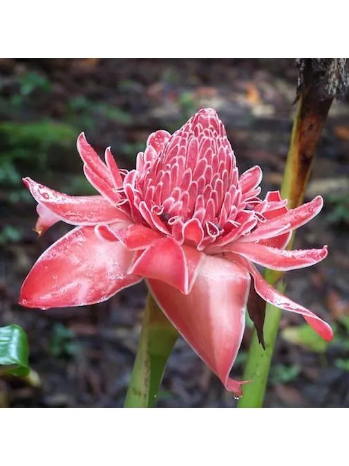 Peruvian Essence - Torch Ginger